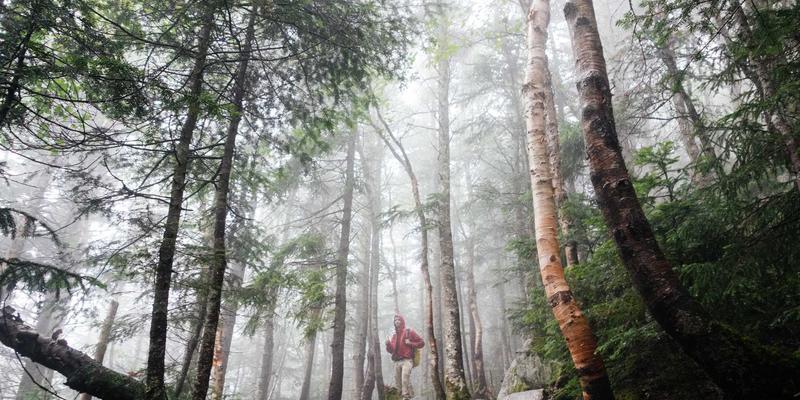 5G核心网架构演进：IT咨询、定制软件与系统集成如何重塑移动应用开发