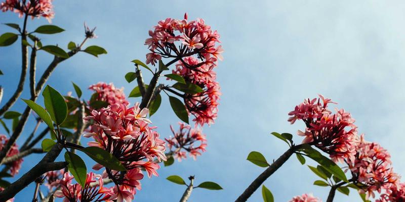 AI驱动的网络异常检测与预测性运维：现代Web开发与系统集成的智能守护者