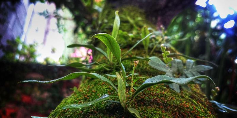 IPv6规模化部署：应对物联网海量地址需求的系统集成与软件开发新机遇